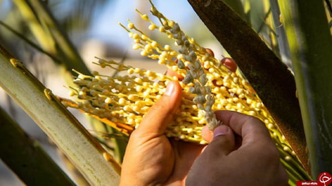 قیمت خرید عرق طارونه اصل عمده به صرفه و ارزان 3